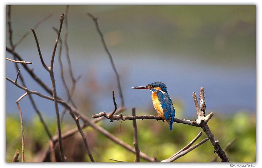 Bird at Purbasthali