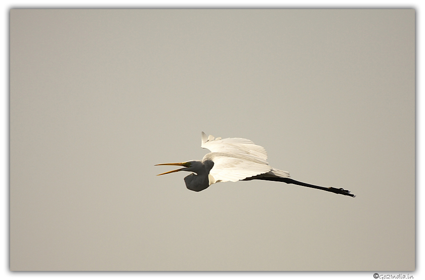 Bird at Purbasthali