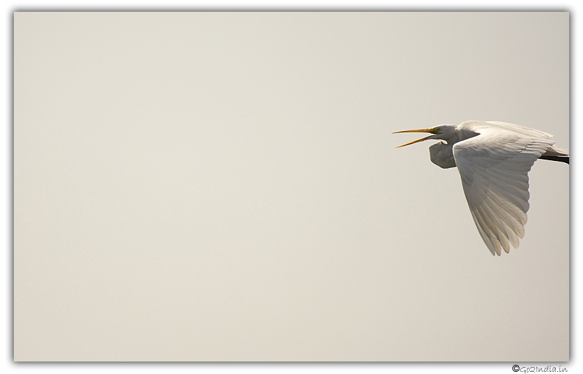 Bird at Purbasthali