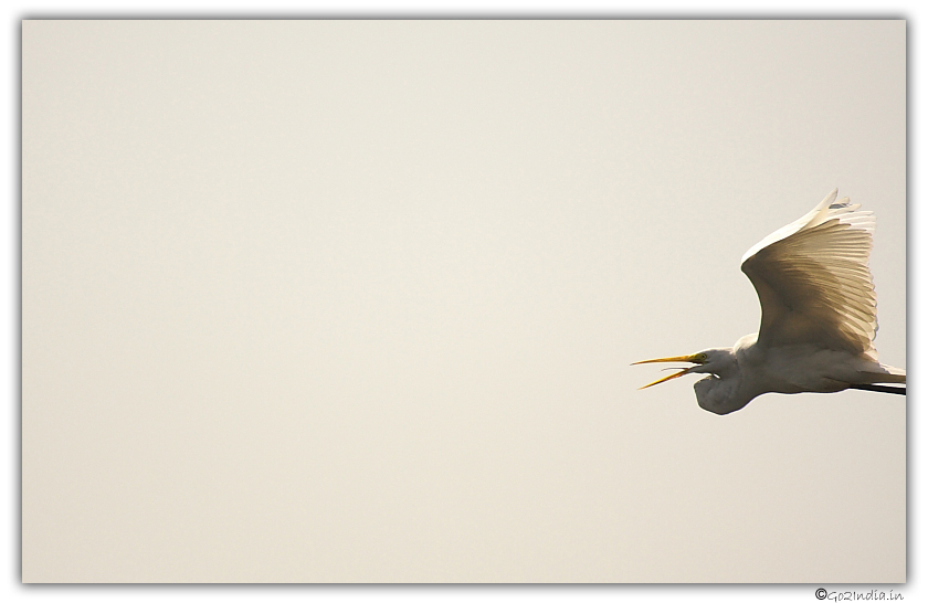 Bird at Purbasthali
