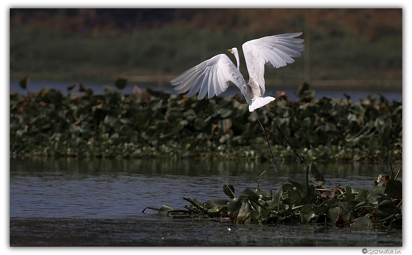 Purbasthali birds