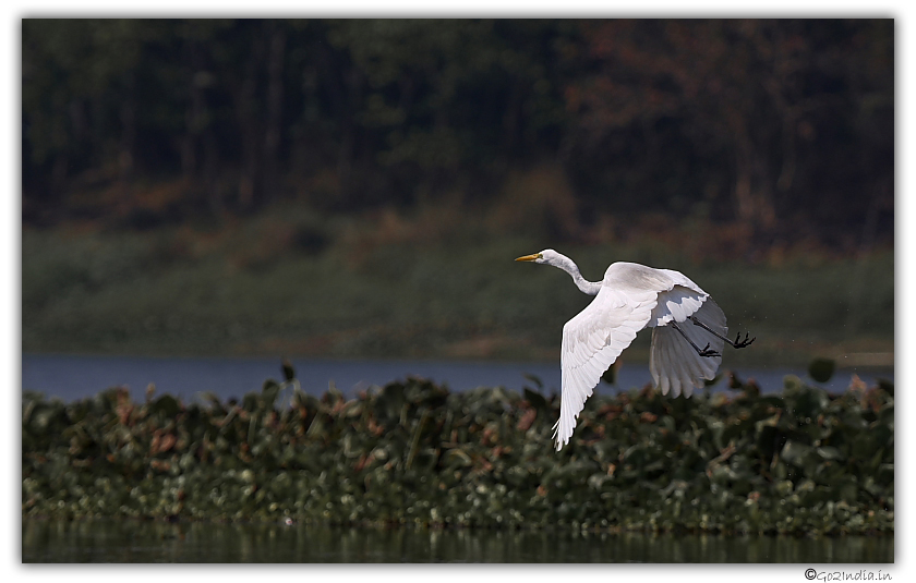 Purbasthali birds