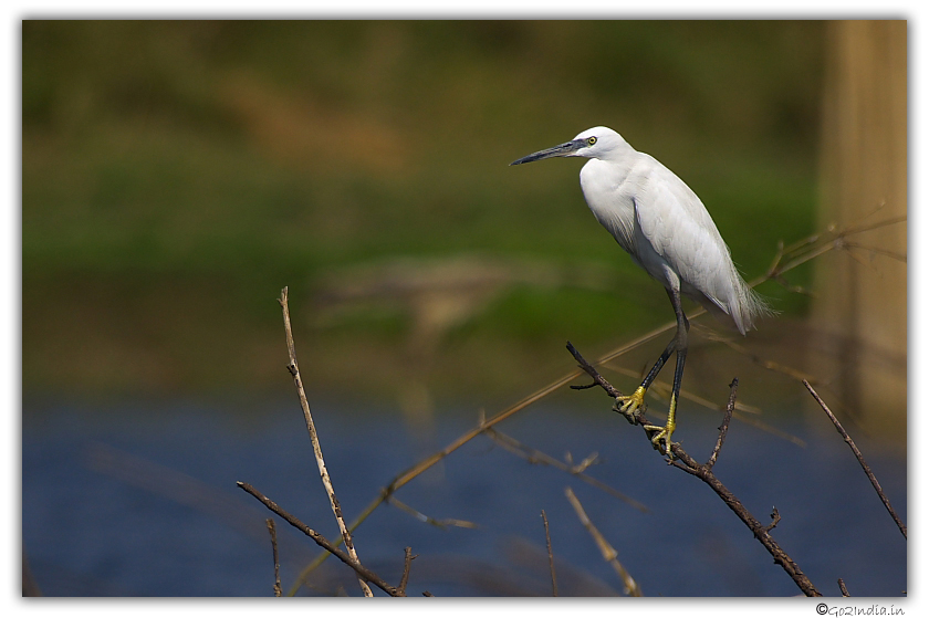 Little Egret