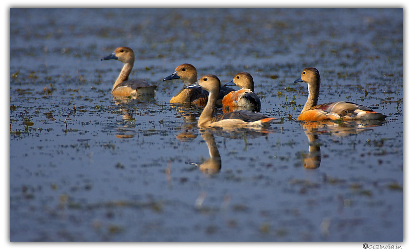 Bird at Purbasthali