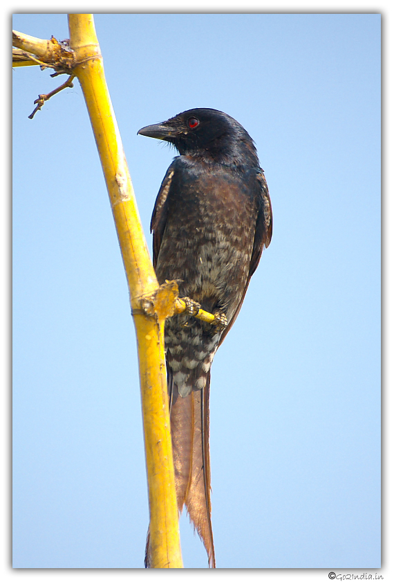 Black Drongo on the yellow bamboo stick