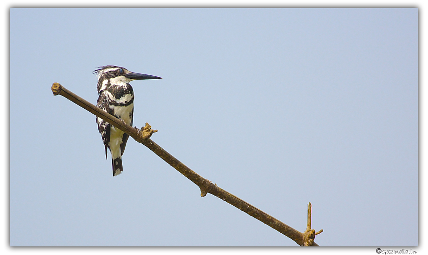 Pied King Fisher
