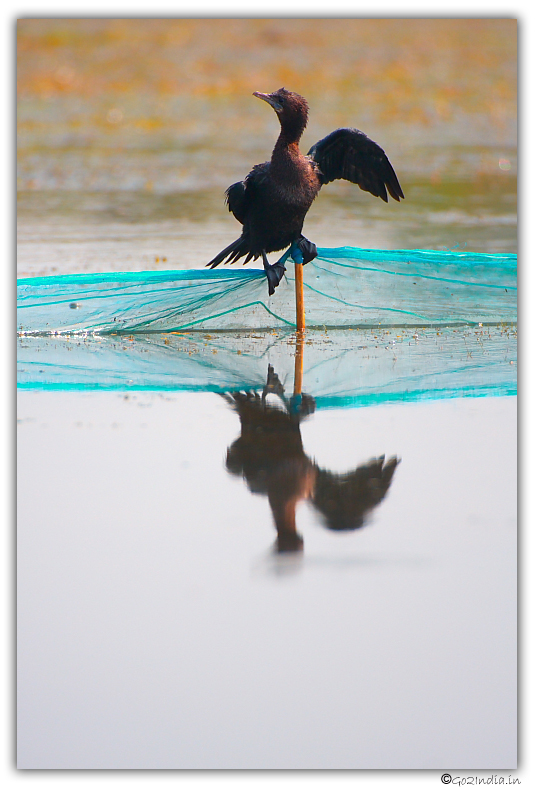 Little cormorant