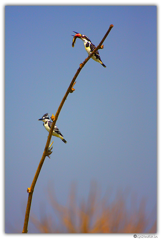 Two pied King fisher