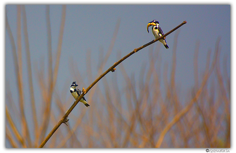 Pied King fisher eating fish