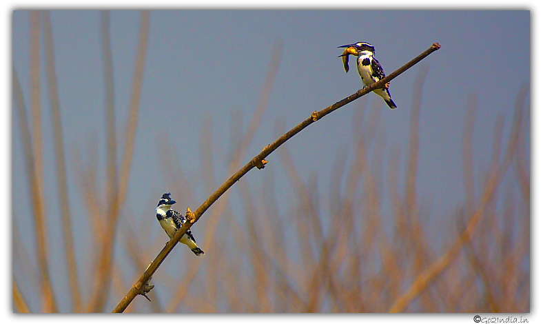 Pied king fishers