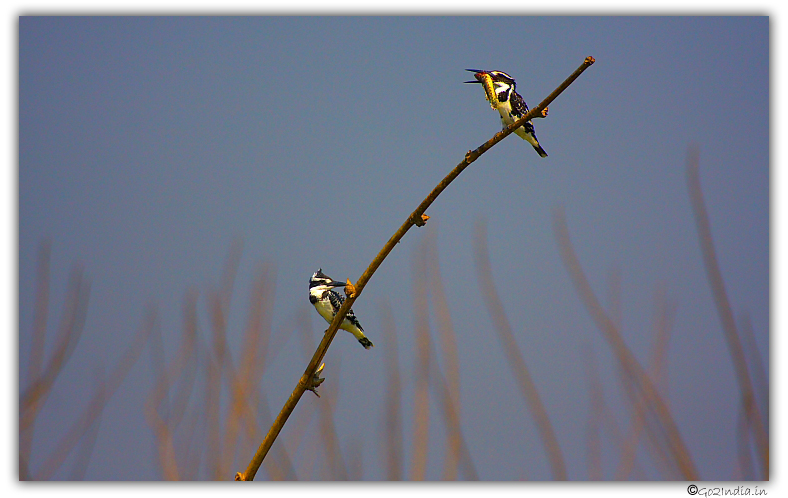 King fishers in Purbasthali