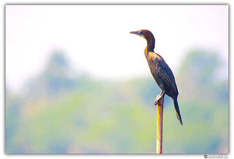 Little cormorant at Purbashali