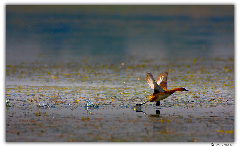 Duck walking on the water