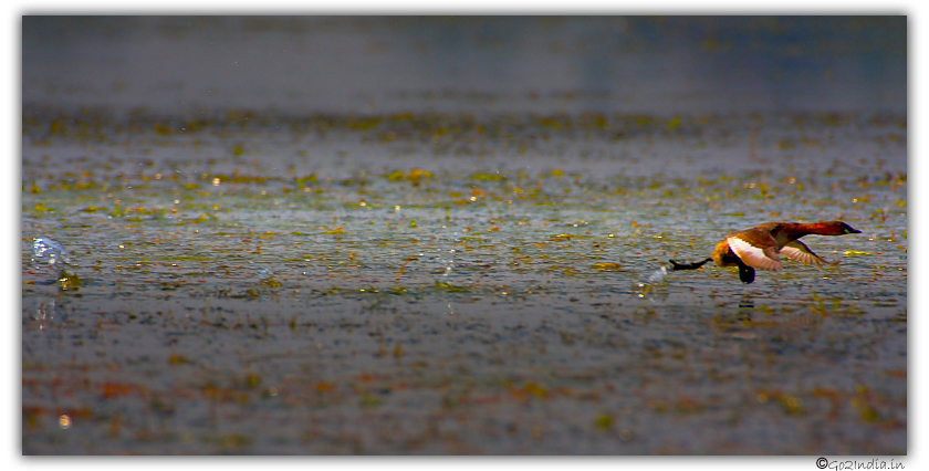 Duck running on the water