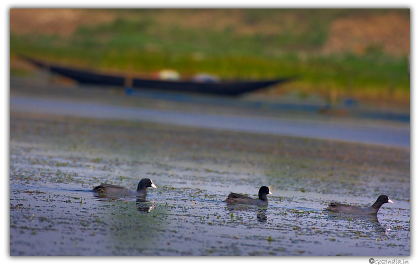 Three ducks in a row