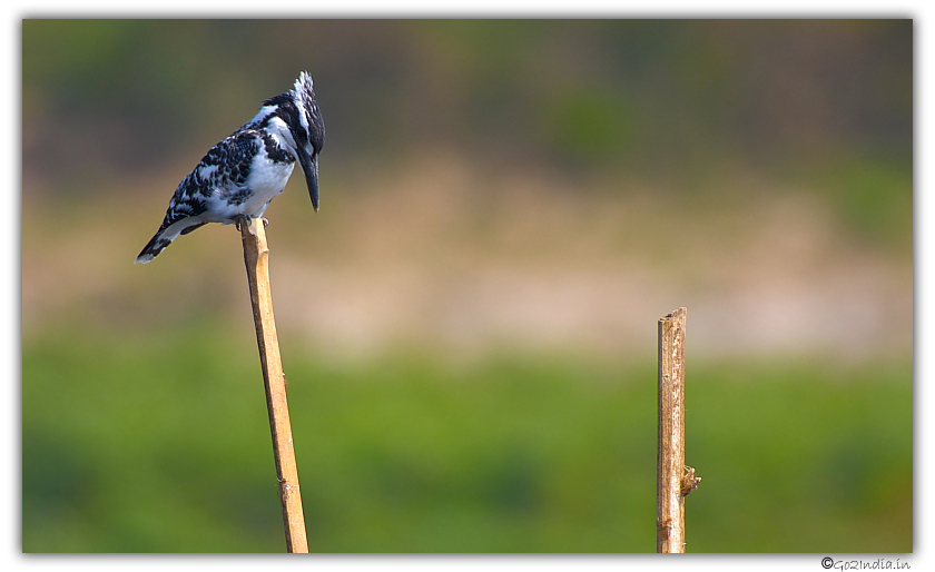 Pied King Fisher sitting on a pole