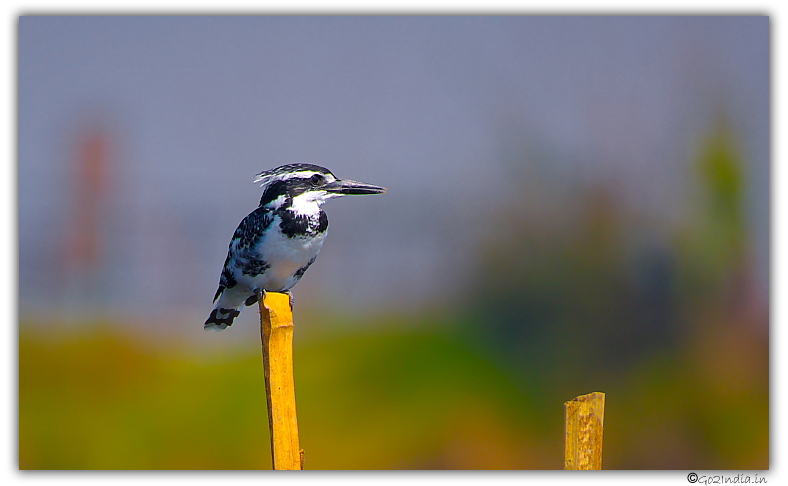 Pied king fisher looking curiously