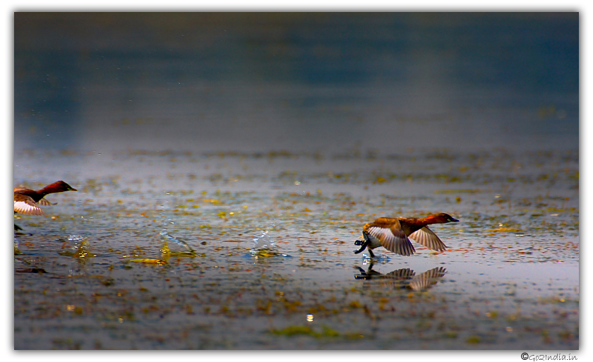 Ducks on water at Purbasthali