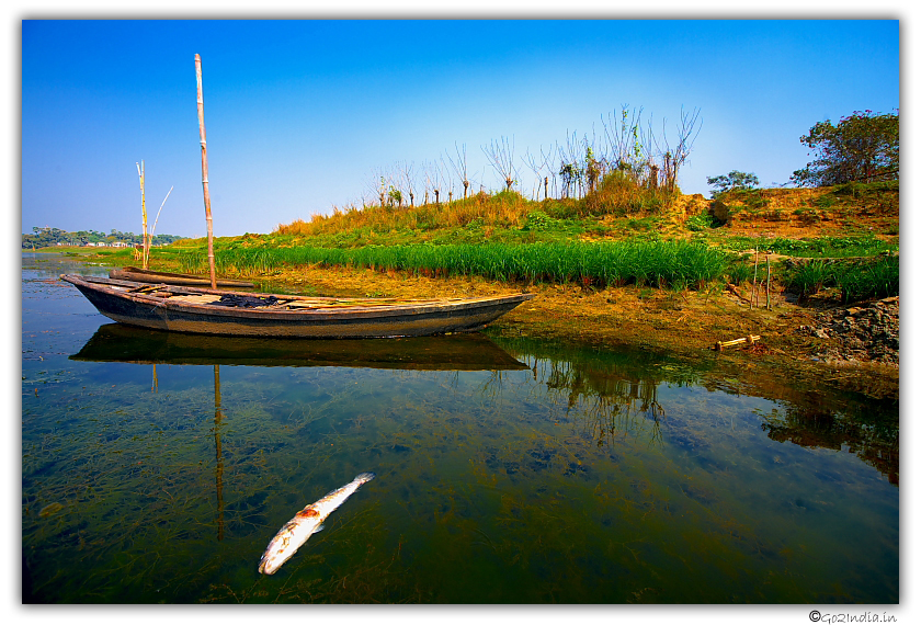 Dead fish in the lake at Purbasthali