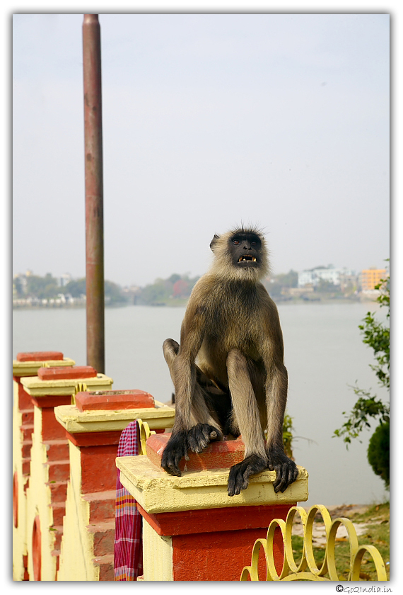 Monkey at Dakshineswar Kolkata