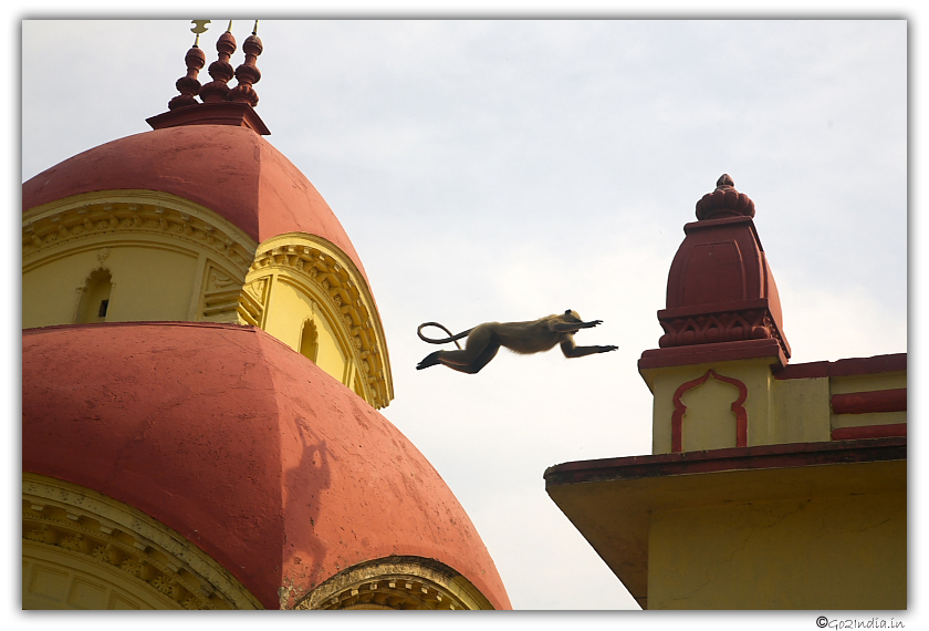 Monkey jumping at Maha Kali temple Dakshineswar Kolkata