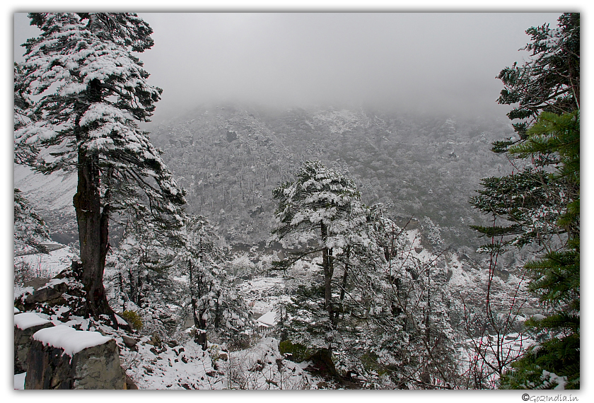 Snow covered trees in north Sikkim