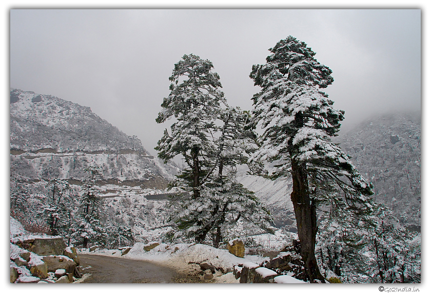 Tree covered with snow in Yumthang valley in north Sikkim