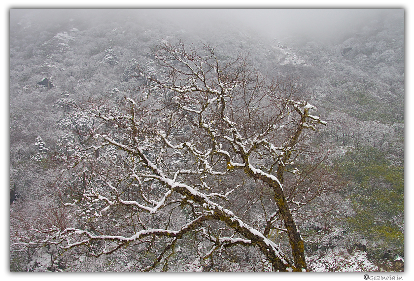 A tree covered with snow in Yumthang valley zero point road 