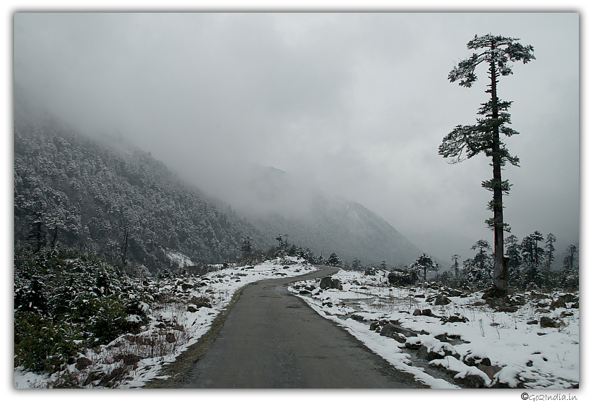 Road and tree in Yumthang valley in north Sikkim