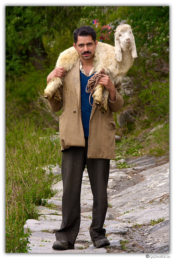 Himachal man with Goat