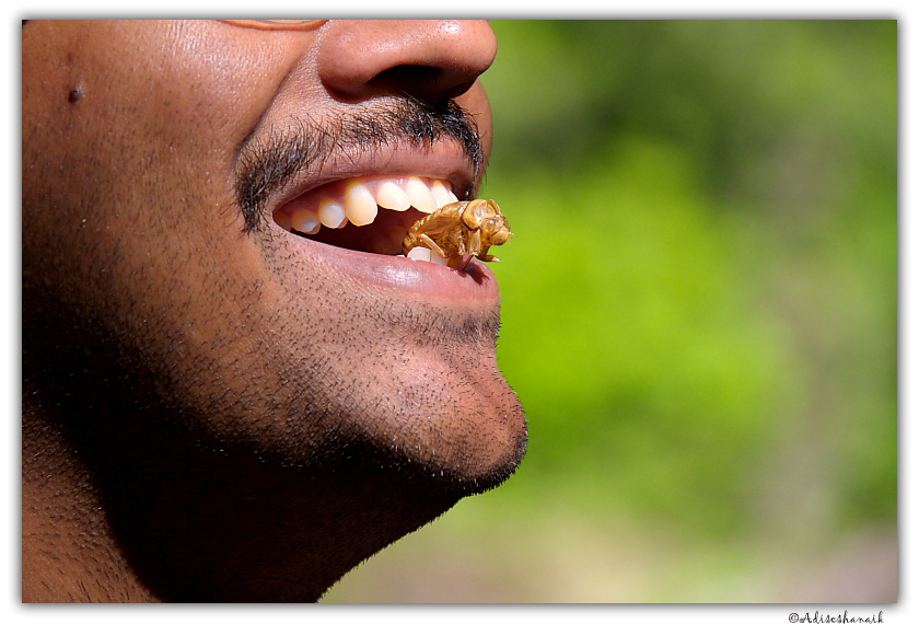 Person eating insect