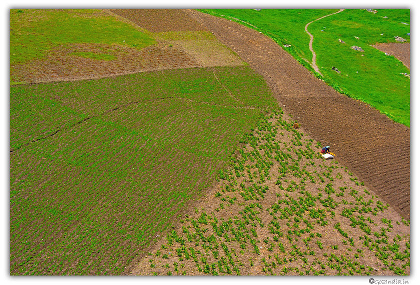 Green land at Trilokinath