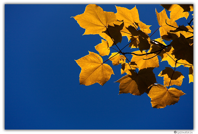 Yellow leaves with blue back ground