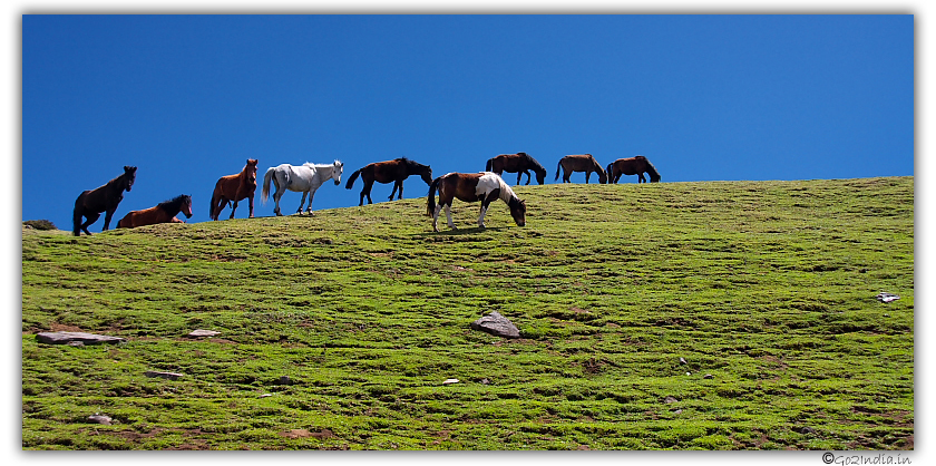 Horses at Himalayas