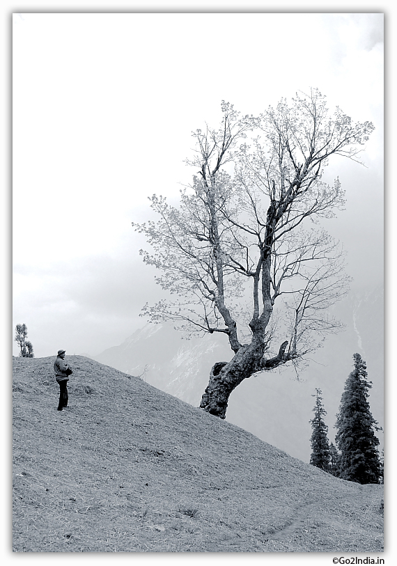 Trees in front of Himalayan hills