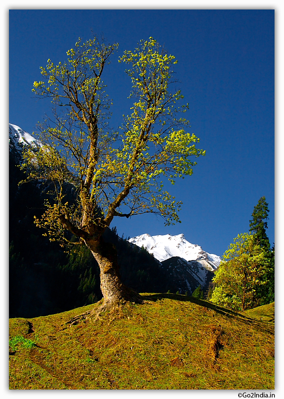 Portrait of tree at Himalaya
