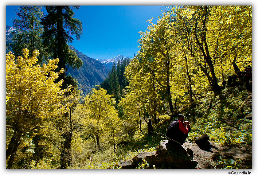 Deep forest at Himalayan area early morning view