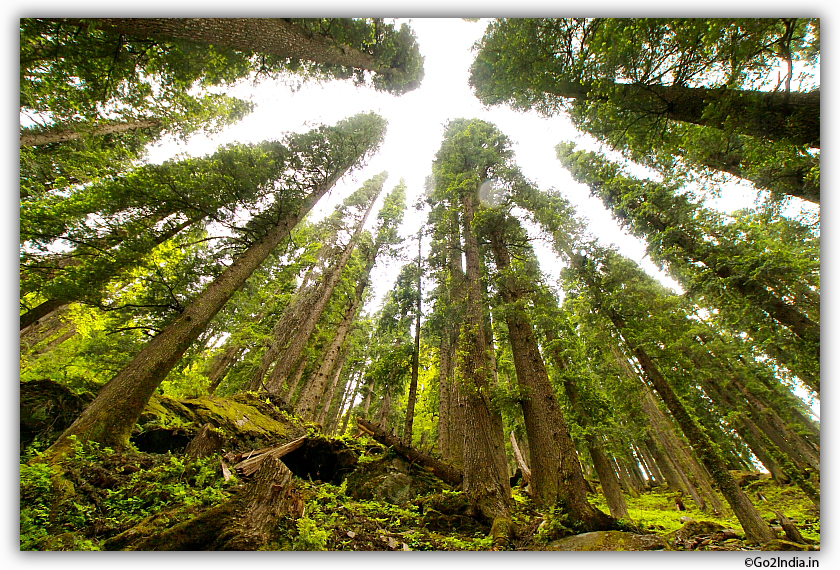 Deodar tree at Himalayan forest