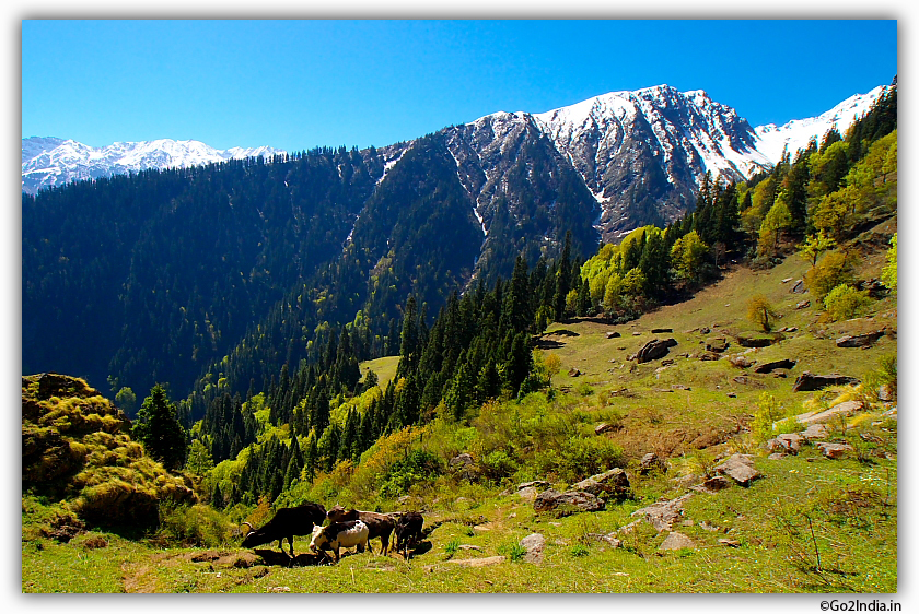 Cattles in Himalayas