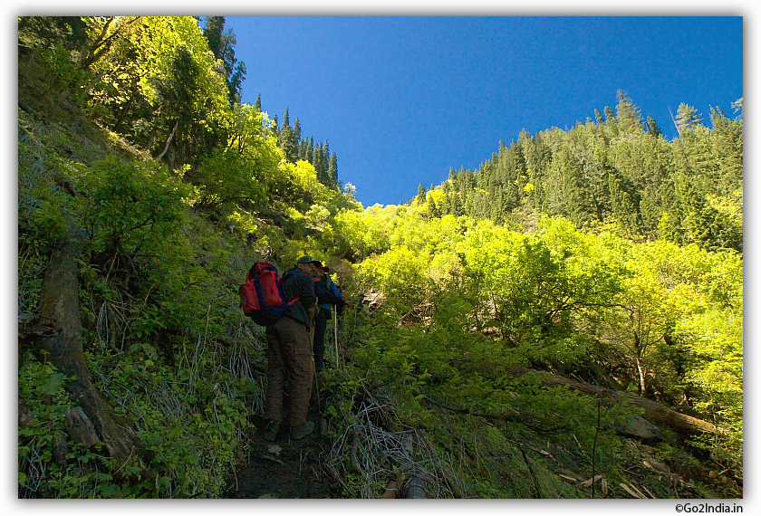 moving from dark dense forest to sunlight area