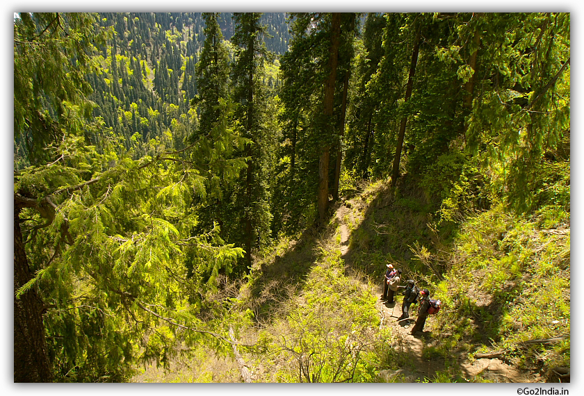 thick dense forest