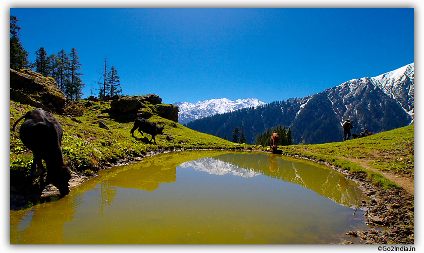 Cattle drinking water at a storage point in Himalayas