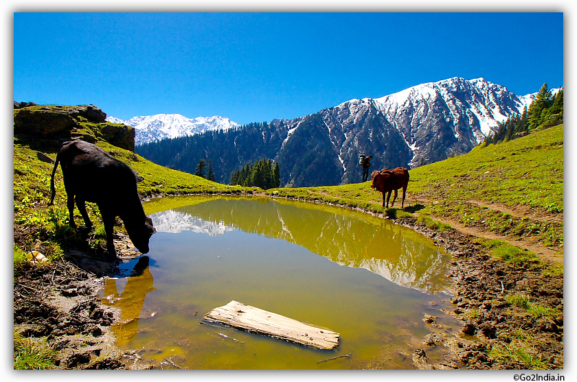 Glacier and water at Himalayas