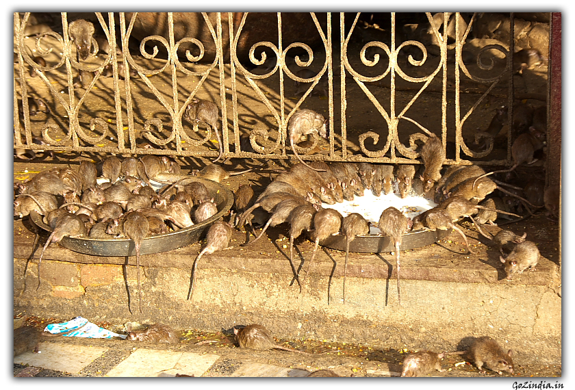 Karni mata mandir Bikaner