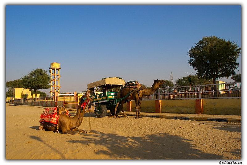 Camel research centre in Rajastan