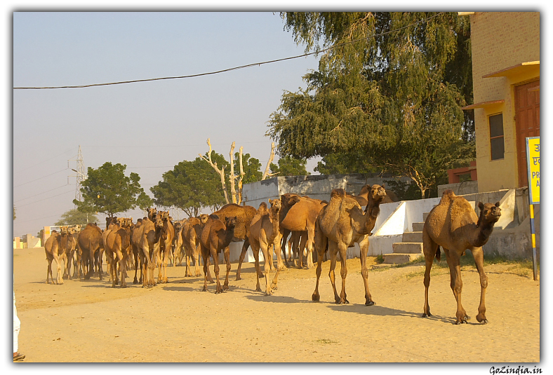 Camel research centre in Rajastan