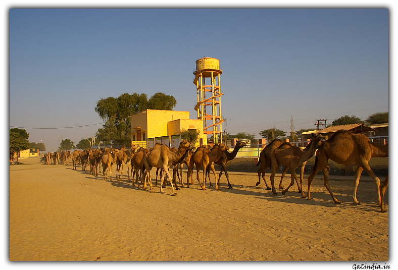 Camel research centre in Rajastan