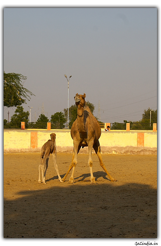 Camel research centre in Rajastan