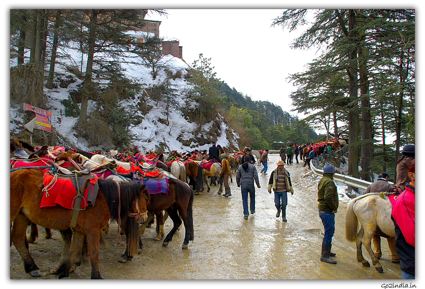 Kufri Horse in winter