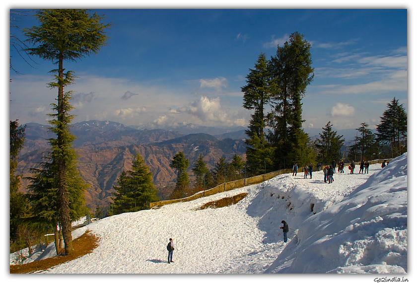 Tall trees in Kufri near Shimla in winter 